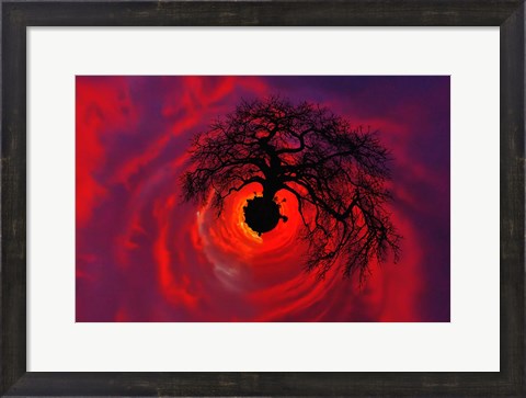 Framed African baobab tree silhouetted at sunset, , Tarangire National Park, Tanzania Print