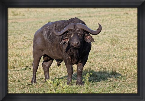 Framed African buffalo wildlife, Maasai Mara, Kenya Print