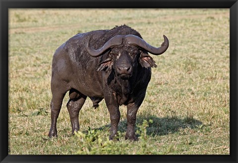 Framed African buffalo wildlife, Maasai Mara, Kenya Print