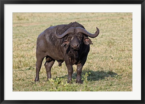 Framed African buffalo wildlife, Maasai Mara, Kenya Print