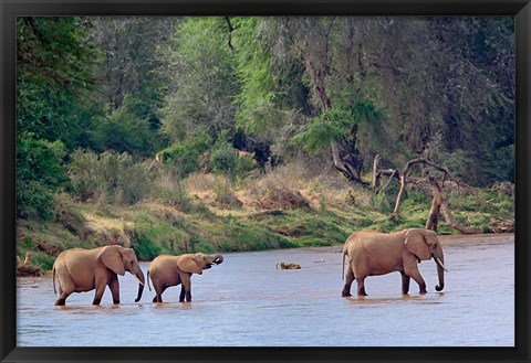 Framed African Elephant crossing, Samburu Game Reserve, Kenya Print