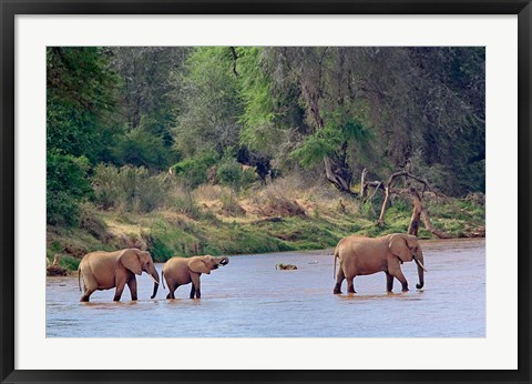 Framed African Elephant crossing, Samburu Game Reserve, Kenya Print