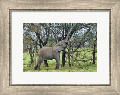 Framed African Elephant feeding on Tree bark, Serengeti National Park, Tanzania Print