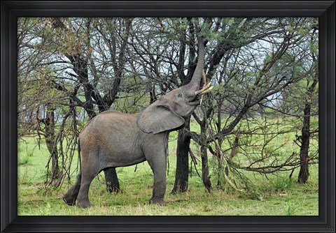 Framed African Elephant feeding on Tree bark, Serengeti National Park, Tanzania Print
