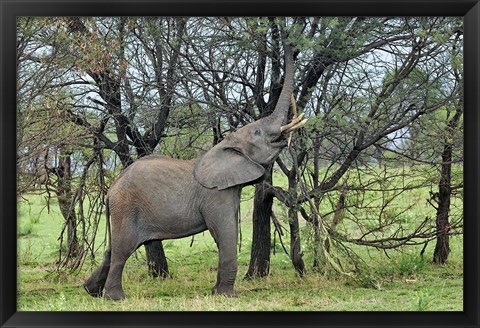 Framed African Elephant feeding on Tree bark, Serengeti National Park, Tanzania Print