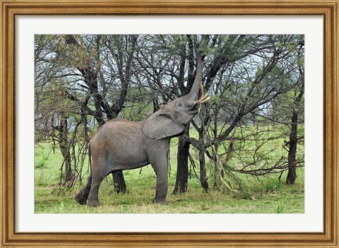 Framed African Elephant feeding on Tree bark, Serengeti National Park, Tanzania Print