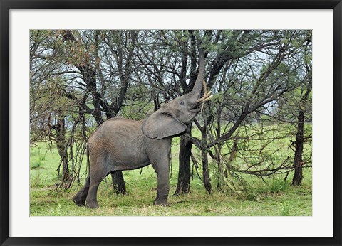 Framed African Elephant feeding on Tree bark, Serengeti National Park, Tanzania Print