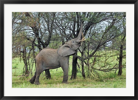 Framed African Elephant feeding on Tree bark, Serengeti National Park, Tanzania Print