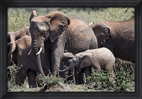 Framed African Elephant herd with babies, Maasai Mara, Kenya Print