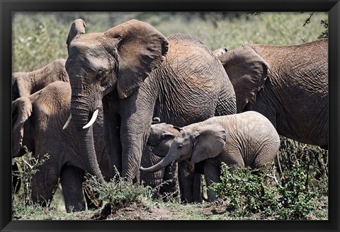 Framed African Elephant herd with babies, Maasai Mara, Kenya Print