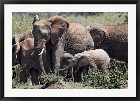 Framed African Elephant herd with babies, Maasai Mara, Kenya Print