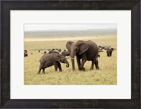 Framed Herd of African elephants, Maasai Mara, Kenya Print
