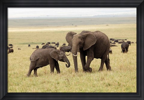Framed Herd of African elephants, Maasai Mara, Kenya Print