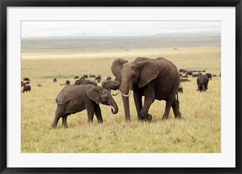 Framed Herd of African elephants, Maasai Mara, Kenya Print