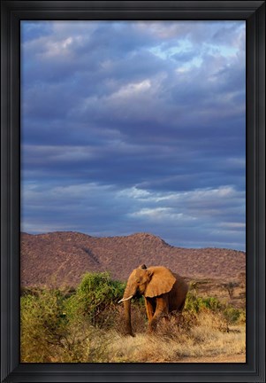 Framed African Elephant, Samburu Game Reserve, Kenya Print