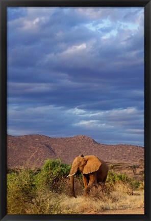 Framed African Elephant, Samburu Game Reserve, Kenya Print