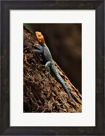 Framed Agama Lizard, Samburu National Game Reserve, Kenya Print
