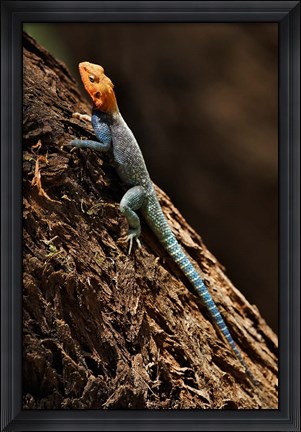 Framed Agama Lizard, Samburu National Game Reserve, Kenya Print