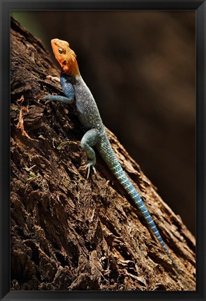 Framed Agama Lizard, Samburu National Game Reserve, Kenya Print