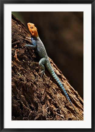 Framed Agama Lizard, Samburu National Game Reserve, Kenya Print