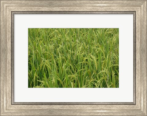 Framed Agriculture, Rice field, near Guilin, China Print