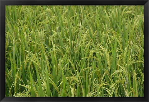 Framed Agriculture, Rice field, near Guilin, China Print