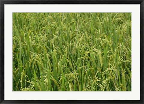 Framed Agriculture, Rice field, near Guilin, China Print