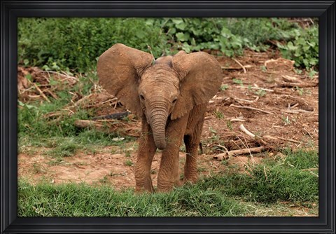 Framed Baby Africa elephant, Samburu National Reserve, Kenya Print