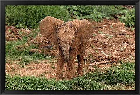 Framed Baby Africa elephant, Samburu National Reserve, Kenya Print