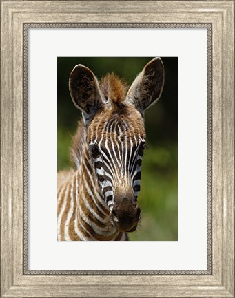 Framed Baby Burchell&#39;s Zebra, Lake Nakuru National Park, Kenya Print