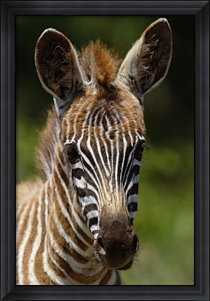 Framed Baby Burchell&#39;s Zebra, Lake Nakuru National Park, Kenya Print