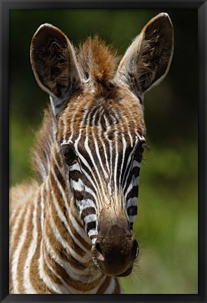 Framed Baby Burchell&#39;s Zebra, Lake Nakuru National Park, Kenya Print