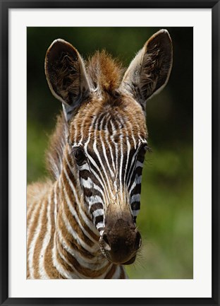 Framed Baby Burchell&#39;s Zebra, Lake Nakuru National Park, Kenya Print