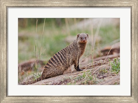 Framed Banded Mongoose wildlife, Maasai Mara, Kenya Print