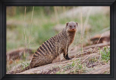 Framed Banded Mongoose wildlife, Maasai Mara, Kenya Print