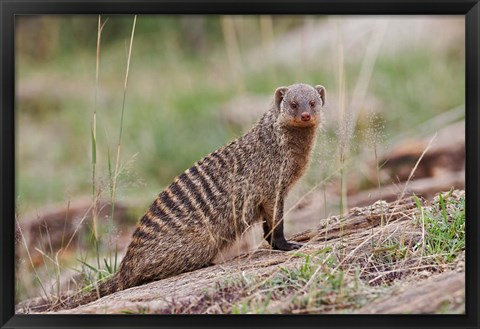 Framed Banded Mongoose wildlife, Maasai Mara, Kenya Print