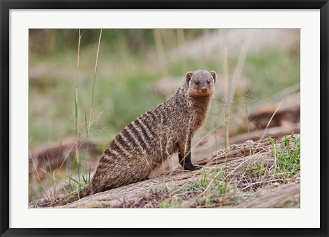 Framed Banded Mongoose wildlife, Maasai Mara, Kenya Print