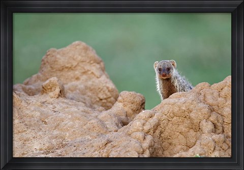 Framed Banded Mongoose wildlife, termites, Maasai Mara, Kenya Print