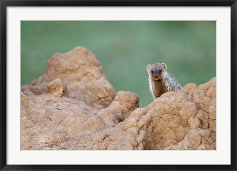 Framed Banded Mongoose wildlife, termites, Maasai Mara, Kenya Print