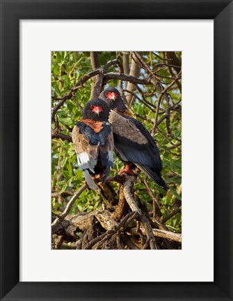 Framed Bateleur Eagles, Samburu National Reserve, Kenya Print
