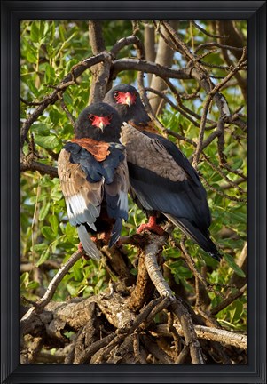 Framed Bateleur Eagles, Samburu National Reserve, Kenya Print