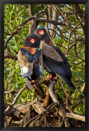 Framed Bateleur Eagles, Samburu National Reserve, Kenya Print