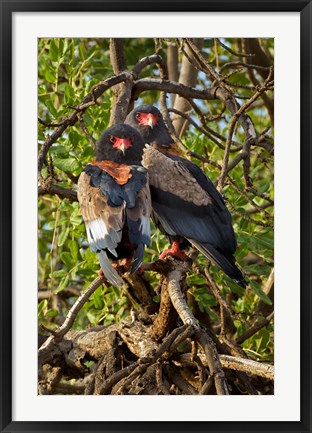 Framed Bateleur Eagles, Samburu National Reserve, Kenya Print