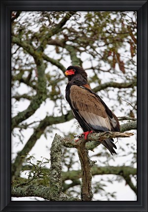 Framed Bateleur, Serengeti National Park, Tanzania Print