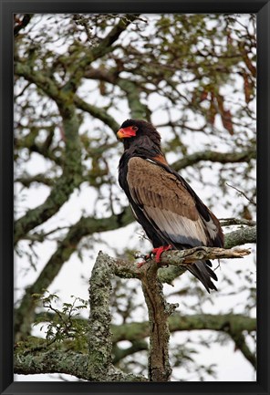 Framed Bateleur, Serengeti National Park, Tanzania Print