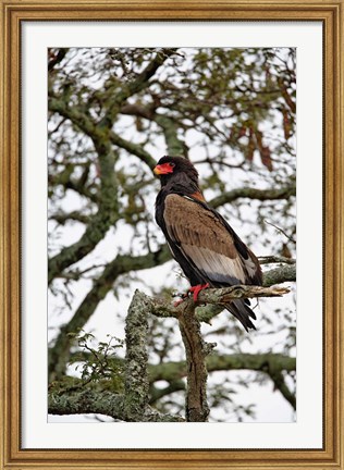 Framed Bateleur, Serengeti National Park, Tanzania Print