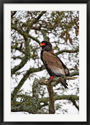 Framed Bateleur, Serengeti National Park, Tanzania Print