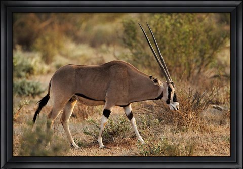 Framed Beisa Oryx wildlife, Samburu National Reserve, Kenya Print