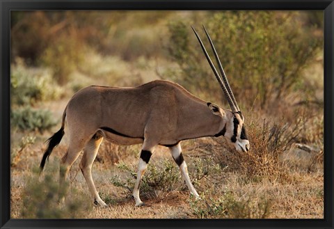 Framed Beisa Oryx wildlife, Samburu National Reserve, Kenya Print