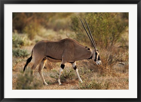 Framed Beisa Oryx wildlife, Samburu National Reserve, Kenya Print